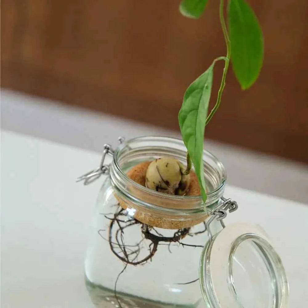 Bouée pour Avocat