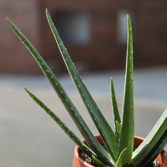 Aloe Vera