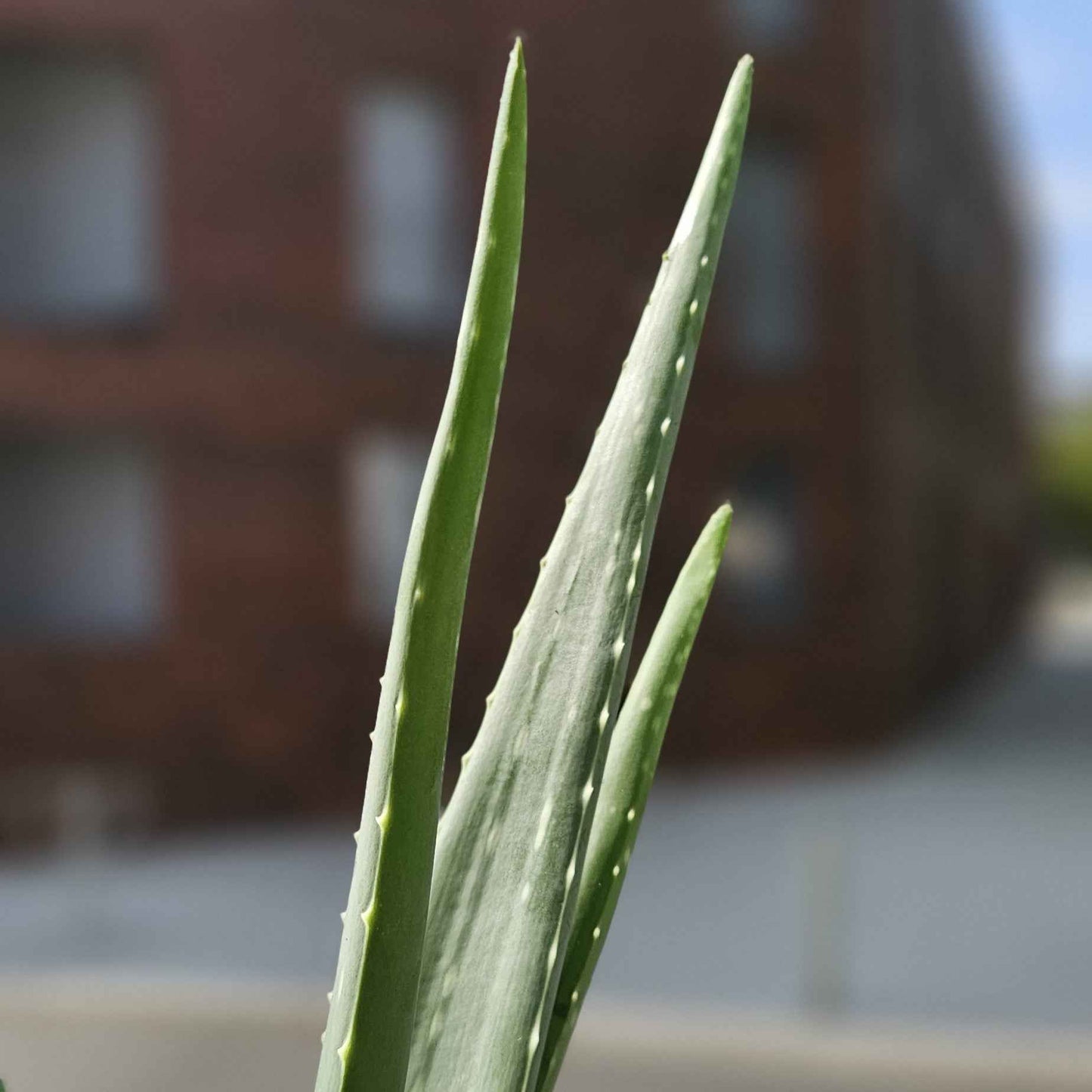 Aloe Vera
