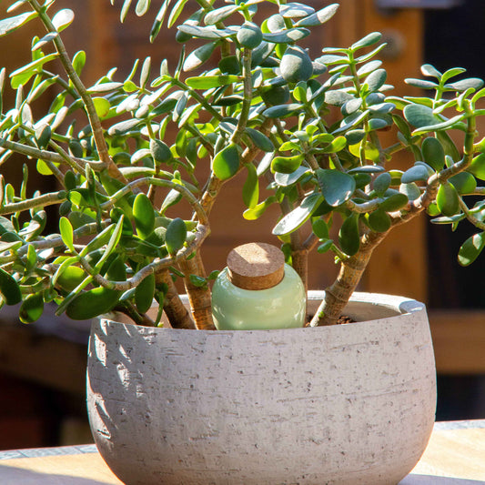 Olla - Vert Pistache
