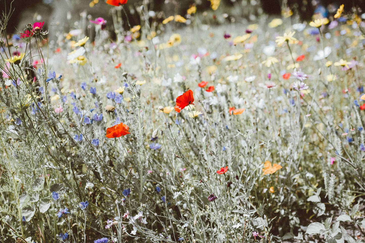 Tu es mon soleil - Sachets de graine de Fleurs des champs