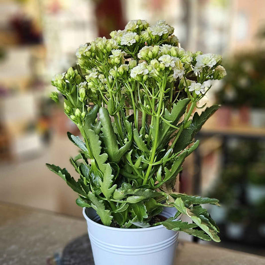 Kalanchoe blanc