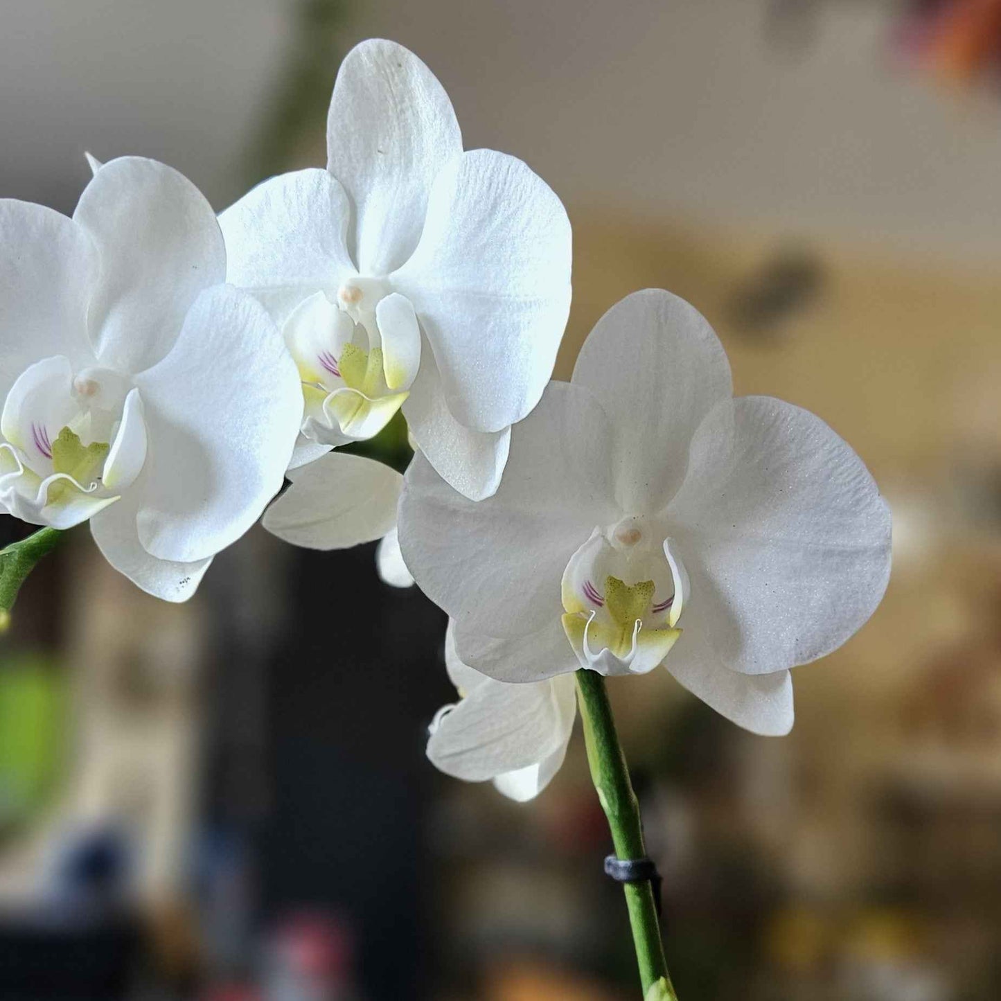 Mini Orchidée Phalaenopsis Blanche