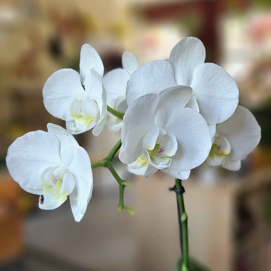 Mini Orchidée Phalaenopsis Blanche
