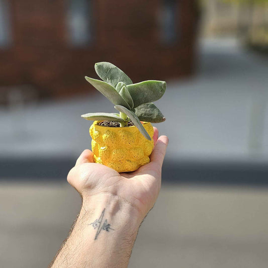 Mini Plante Grasse Cache-Pot Citron