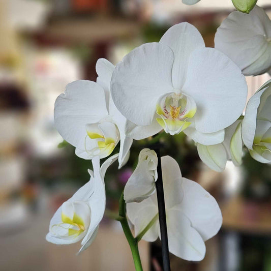 Orchidée Phalaenopsis Blanche