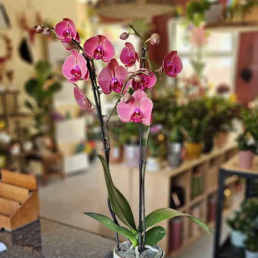 Orchidée Phalaenopsis Rose