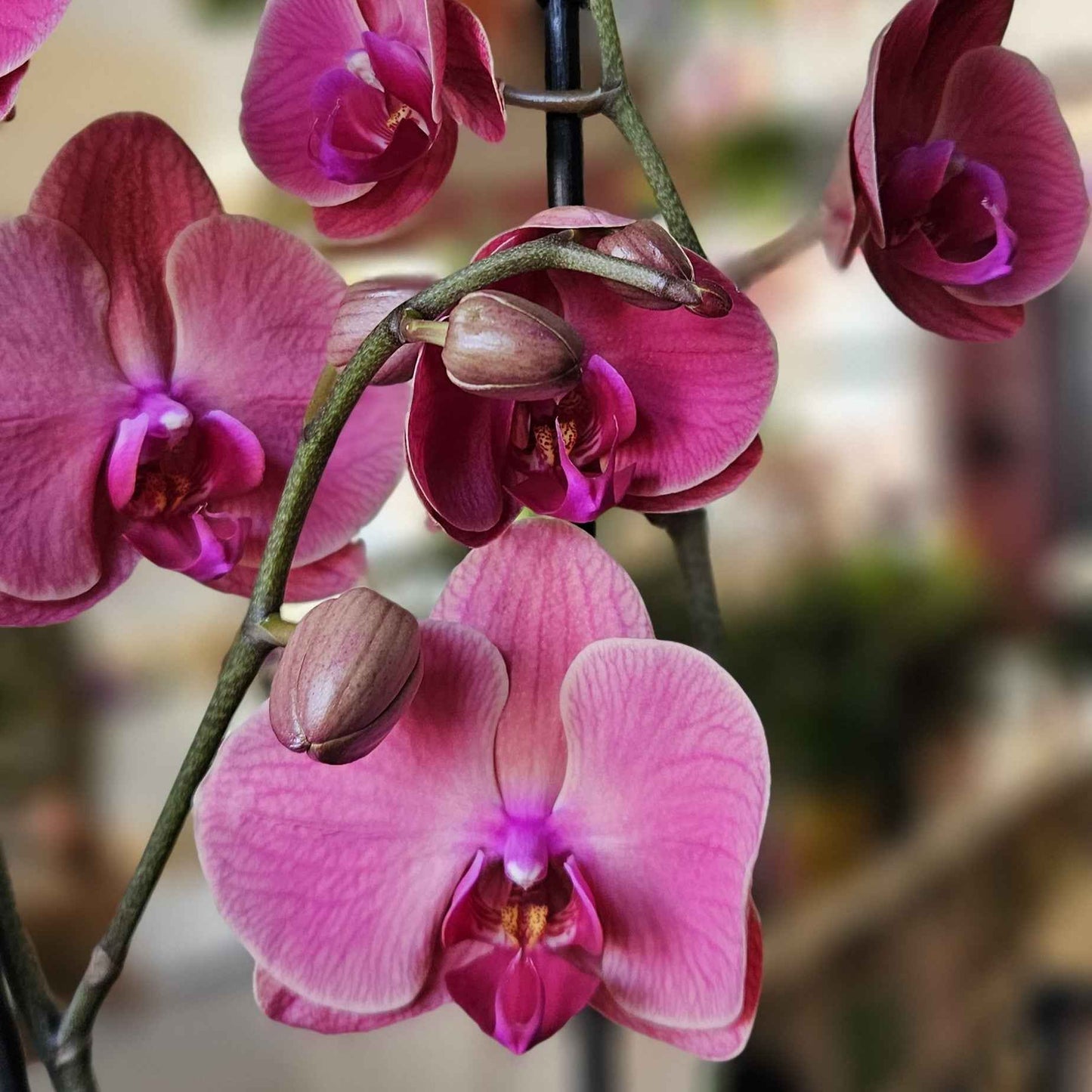 Orchidée Phalaenopsis Rose