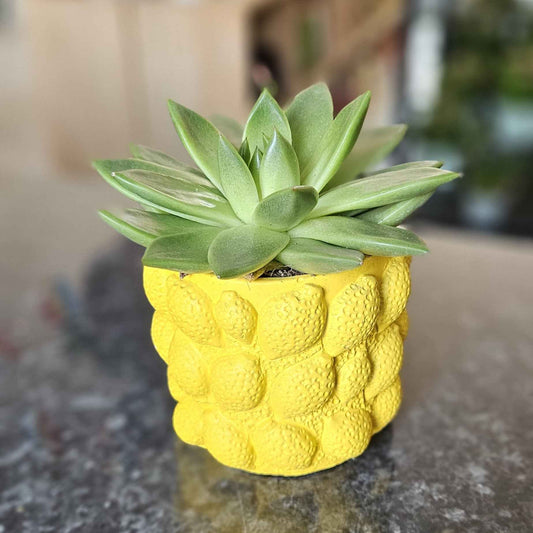 Plante Grasse Cache-Pot Citron