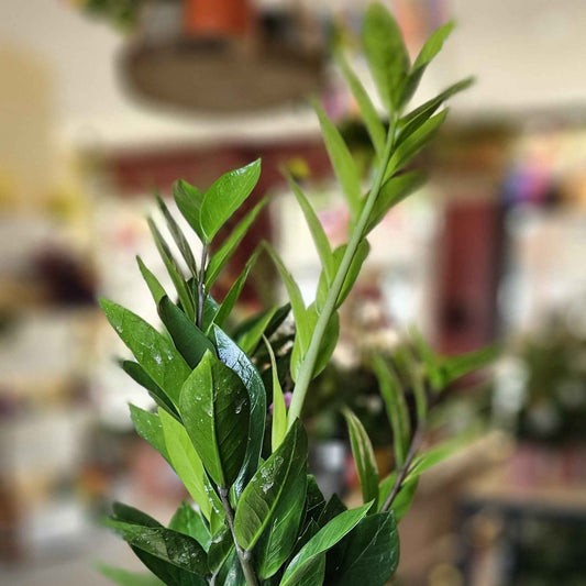 Zamioculcas (ZZ Plante)