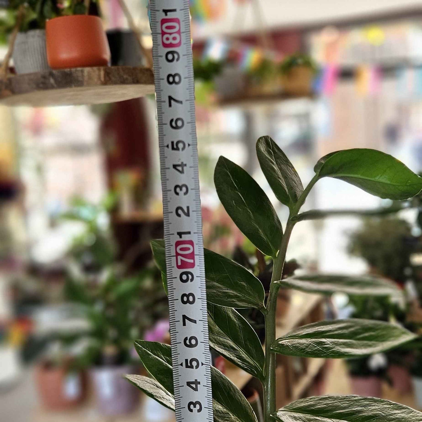 Zamioculcas (ZZ Plante)