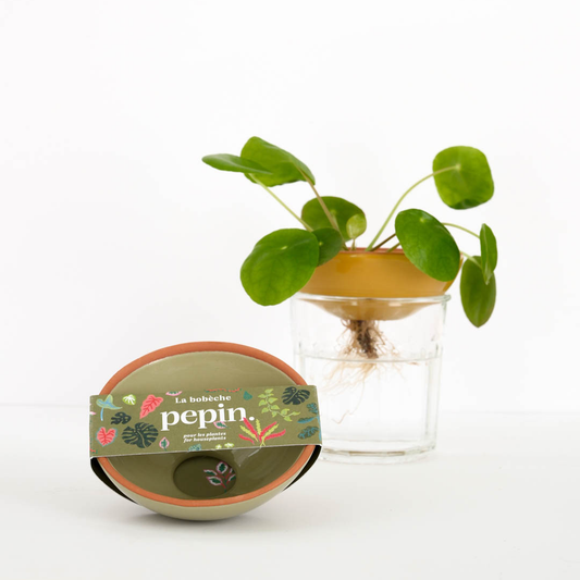 Bobèche Plantes 🌱 - Vert sauge