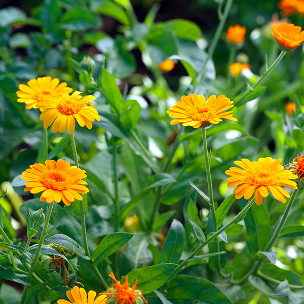 Je t'aime, tu m'aimes, on sème - Sachet de graines Calendula