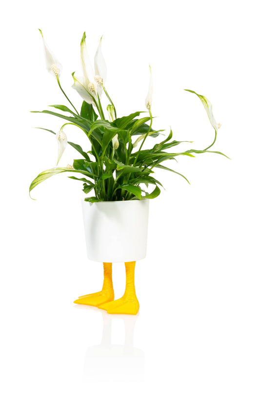 Petit pot de fleurs Duck Feet