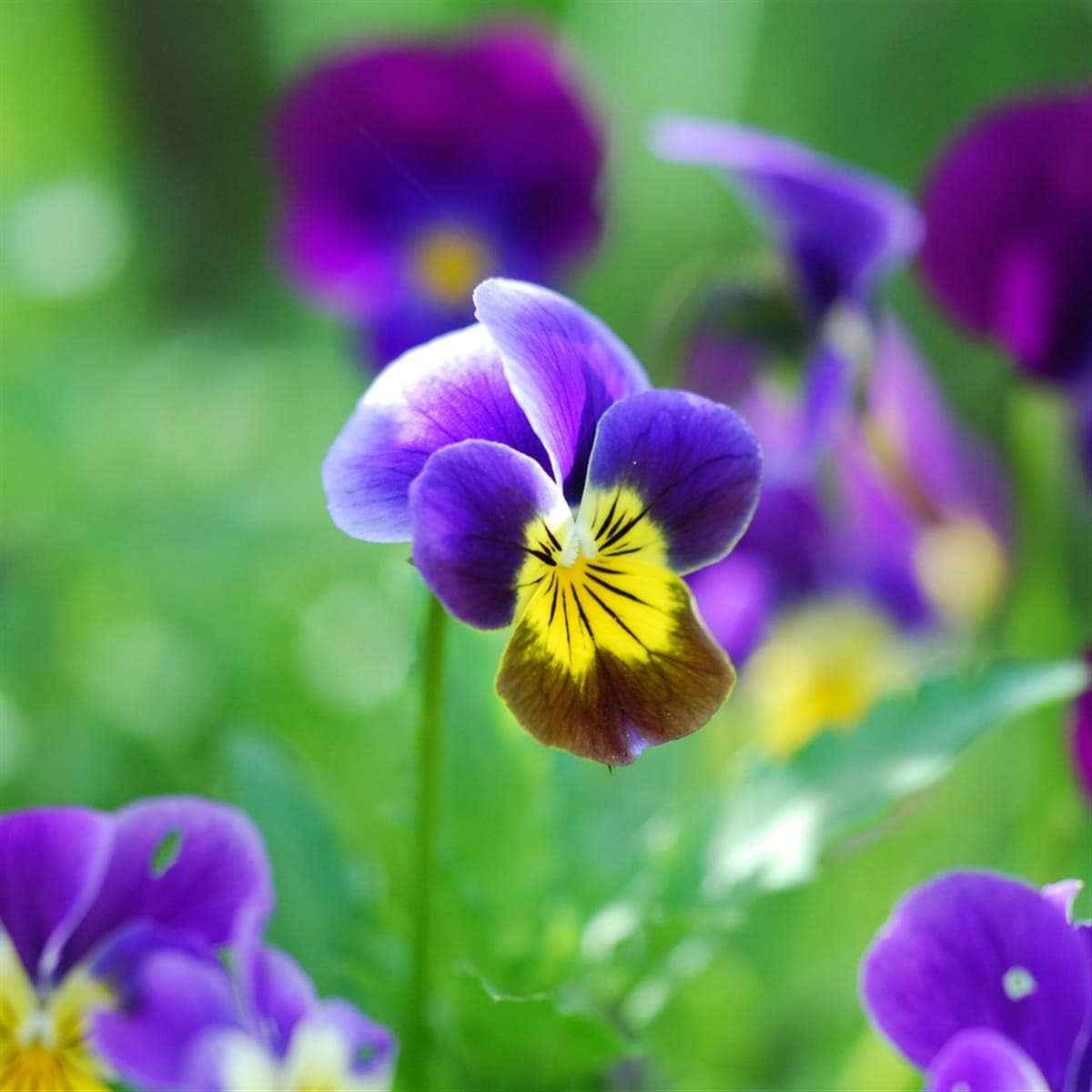 Bouquet d’amour - Sachet de graines de Pensée