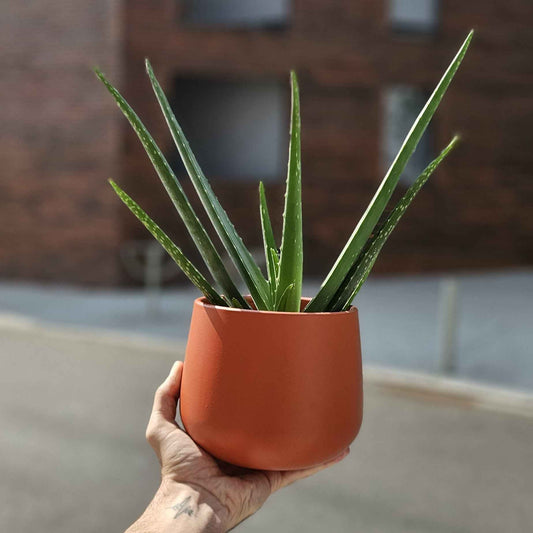 Aloe Vera