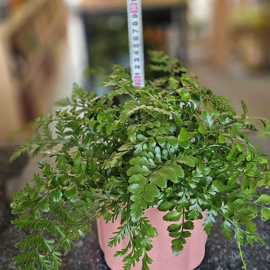 Asplenium