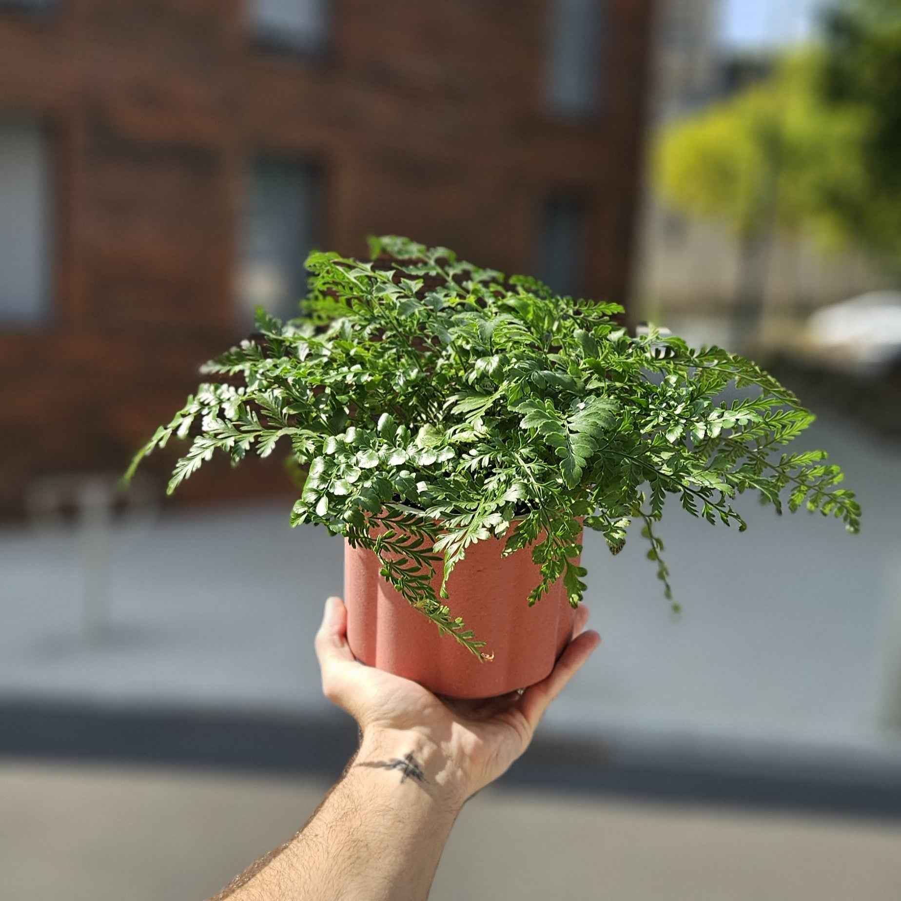 Asplenium