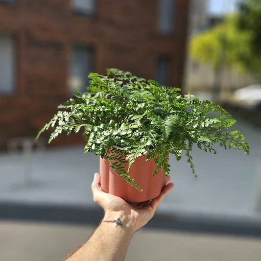 Asplenium