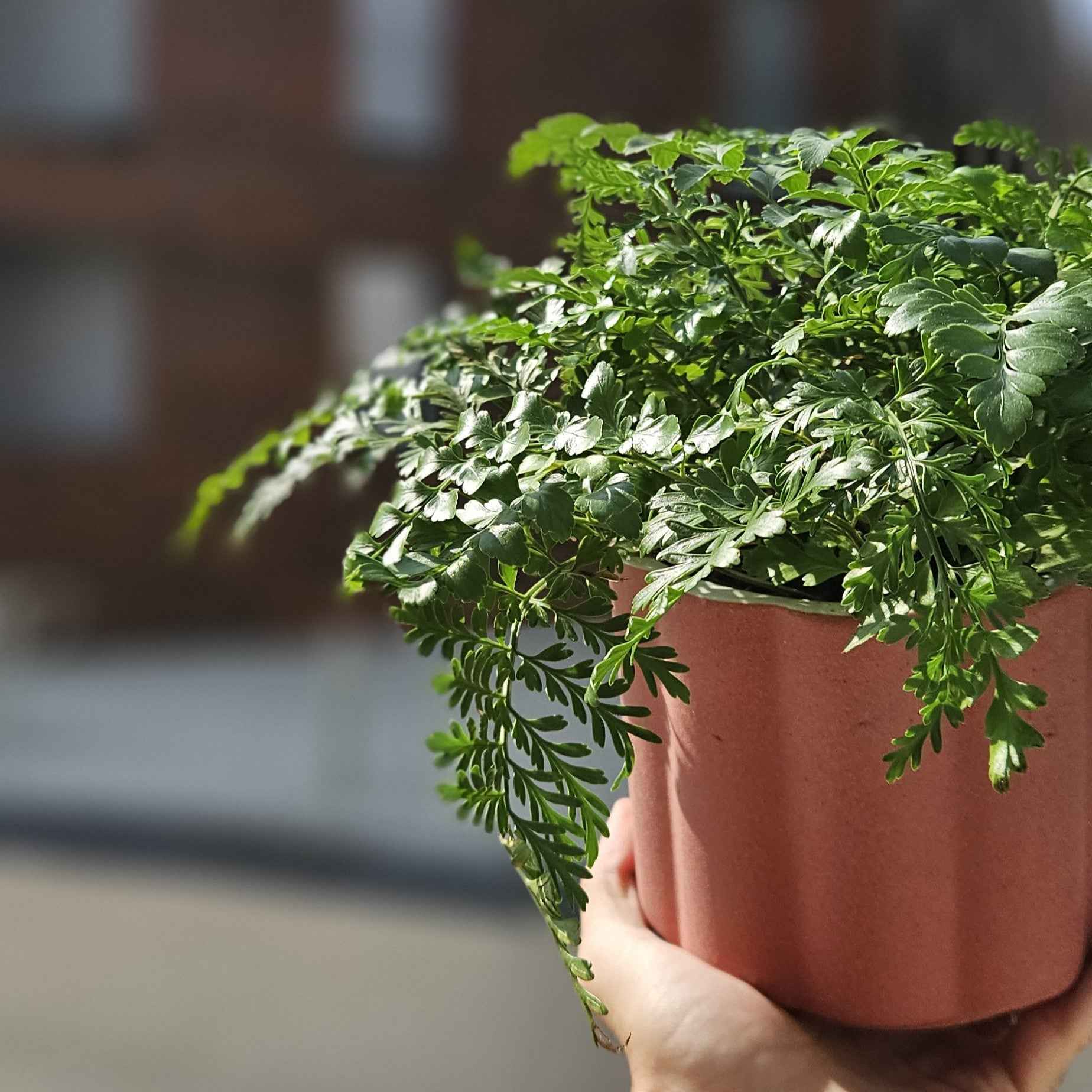 Asplenium
