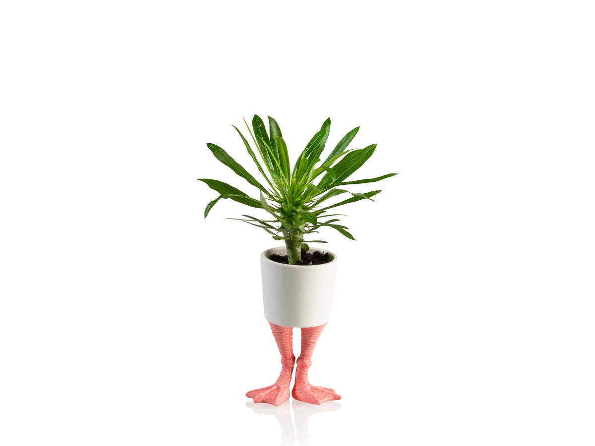 Petit cache-pot Pieds de flamant