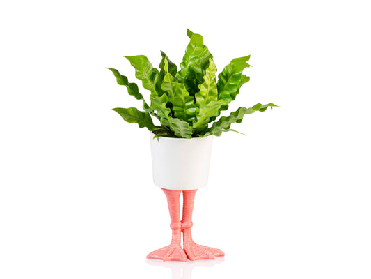 Pot « Pattes de flamant » — Grand