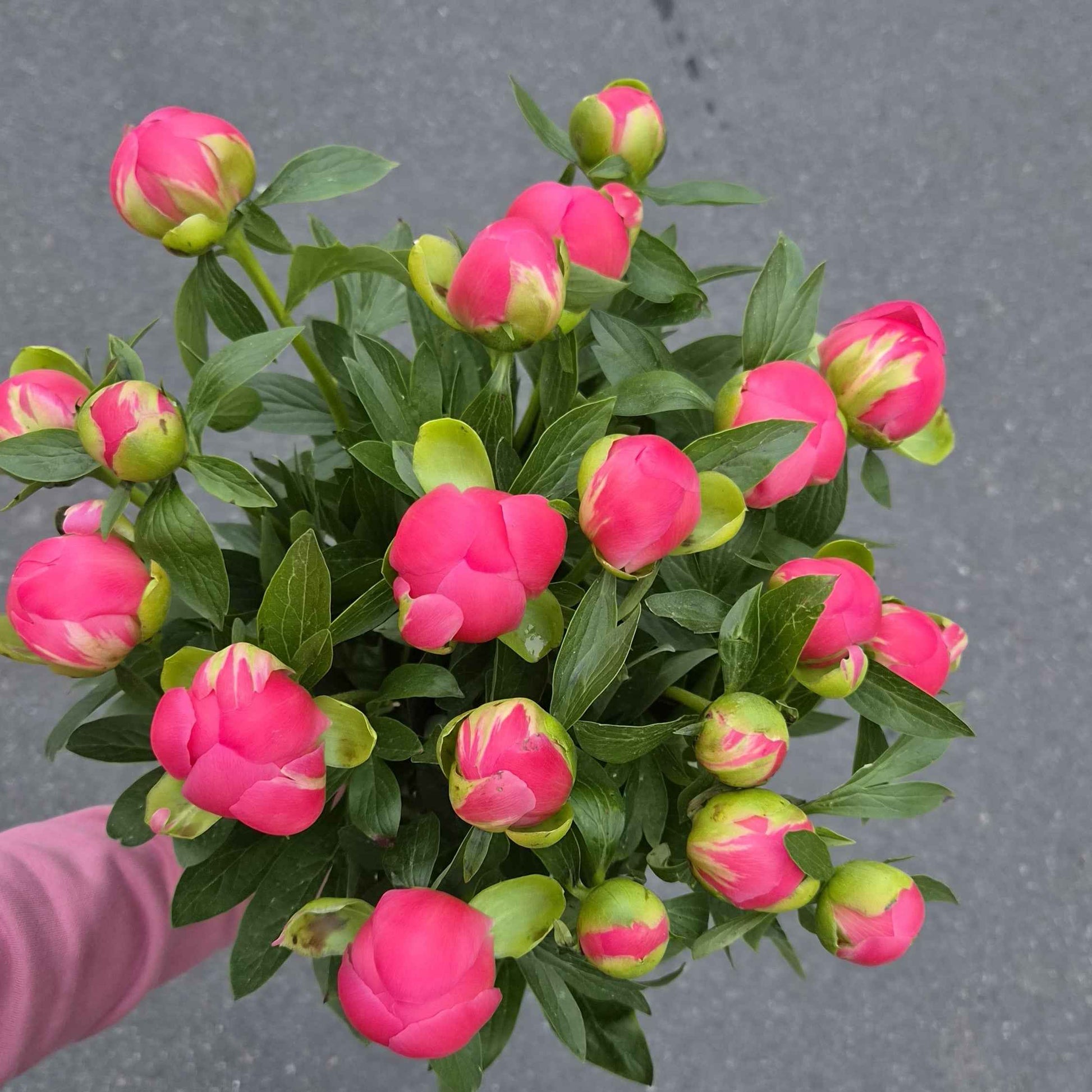 Bouquet Eden - pivoines rose 🌸