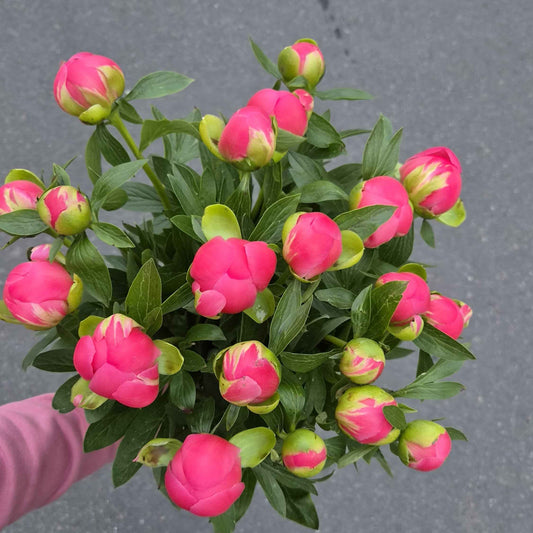 Bouquet Eden - pivoines rose 🌸