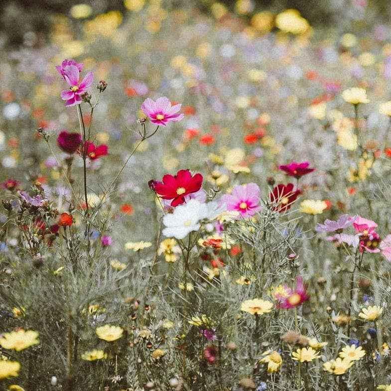 Merci - Sachet de graines de Fleurs des champs