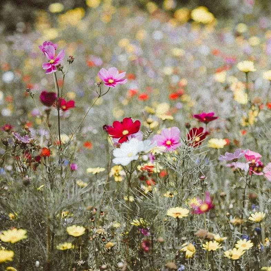 Merci - Sachet de graines de Fleurs des champs