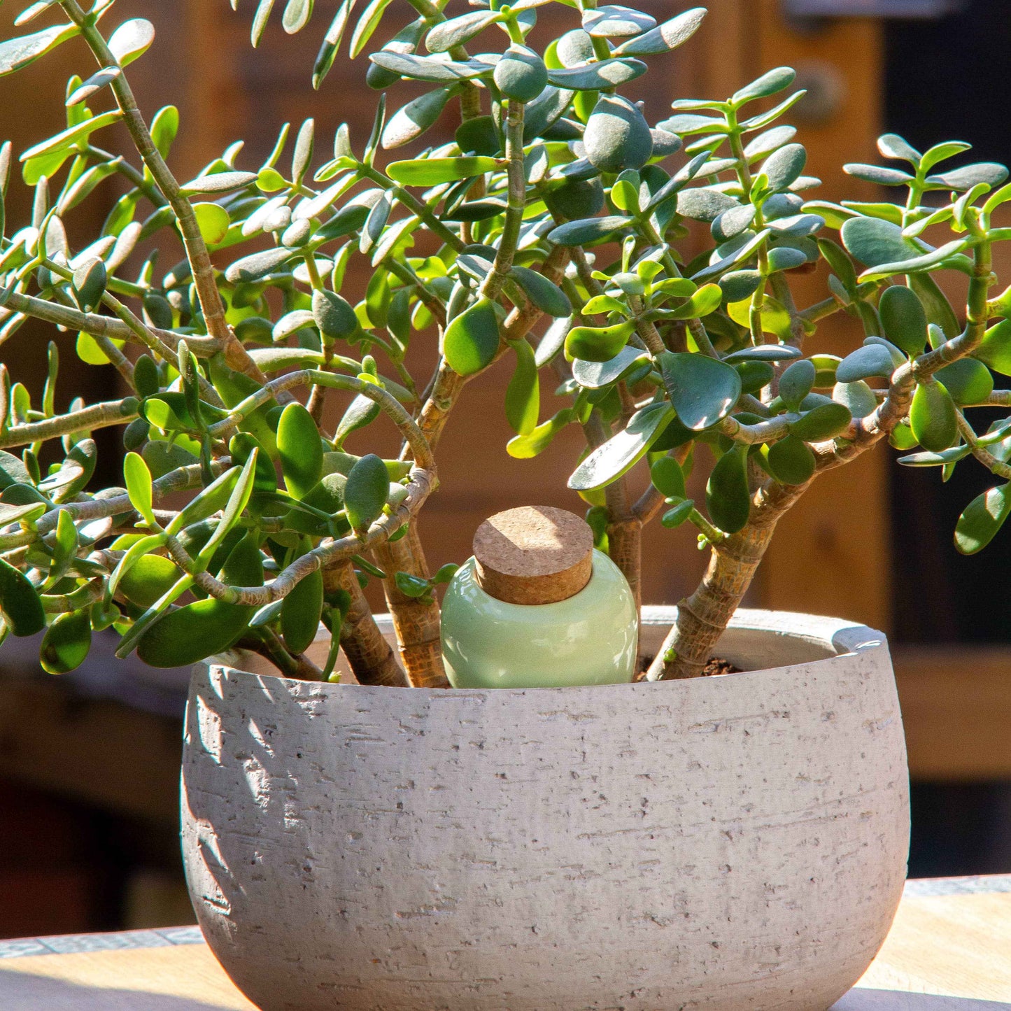 Olla - Vert Pistache