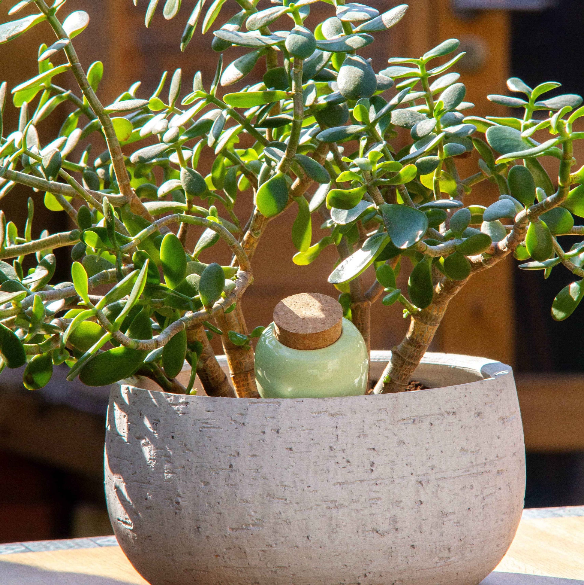 Olla - Vert Pistache