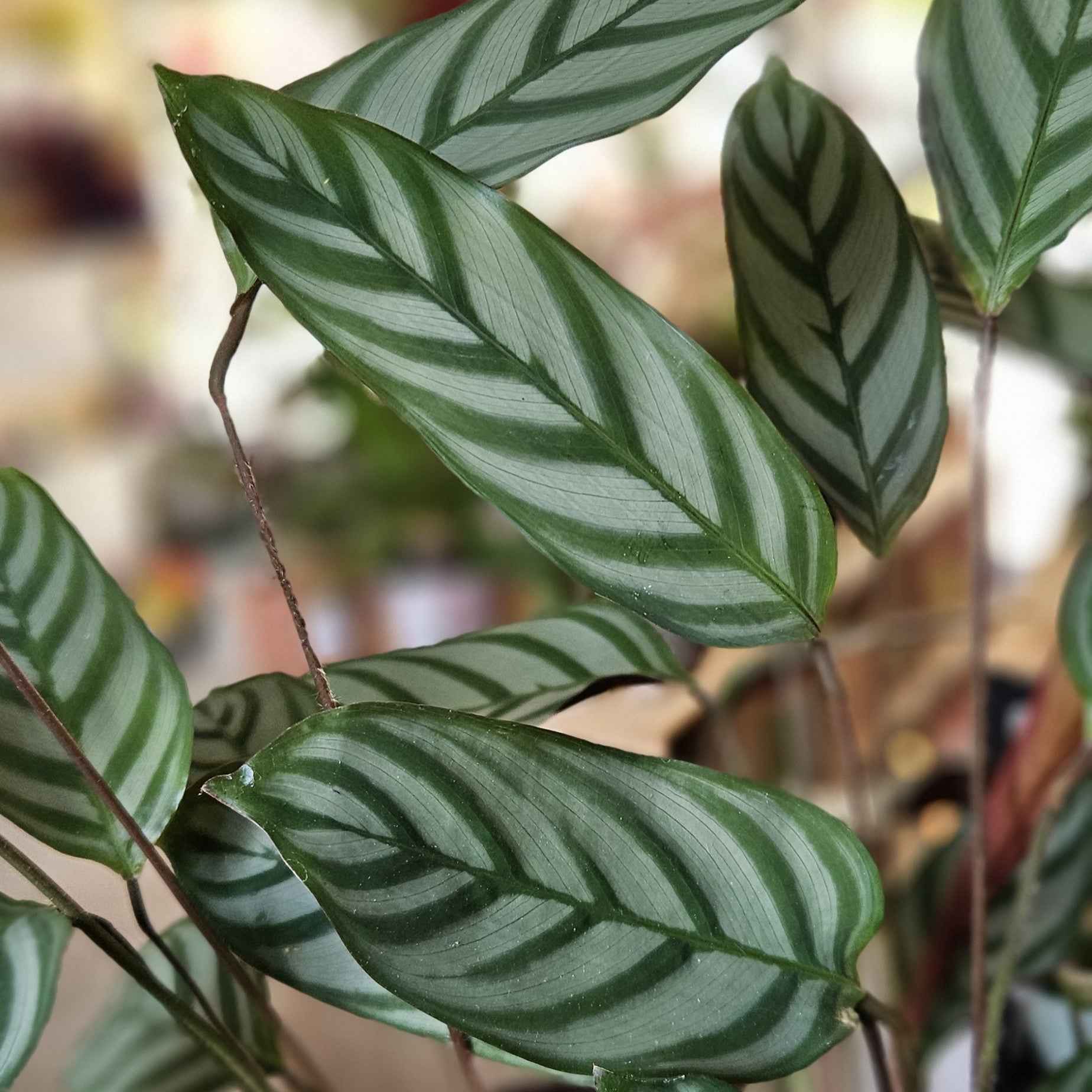 Calathea