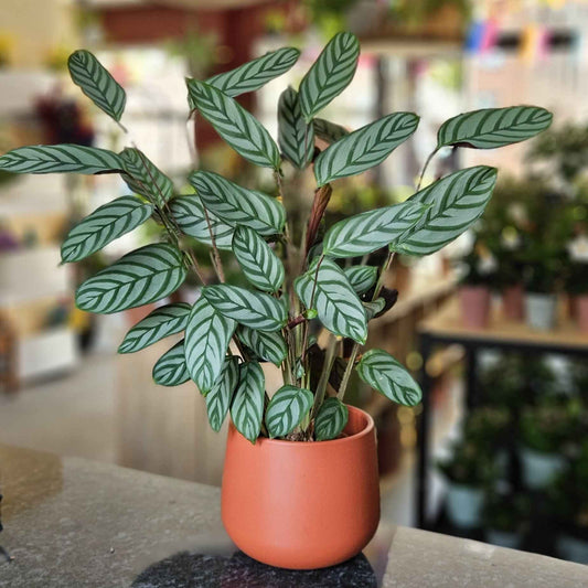 Calathea