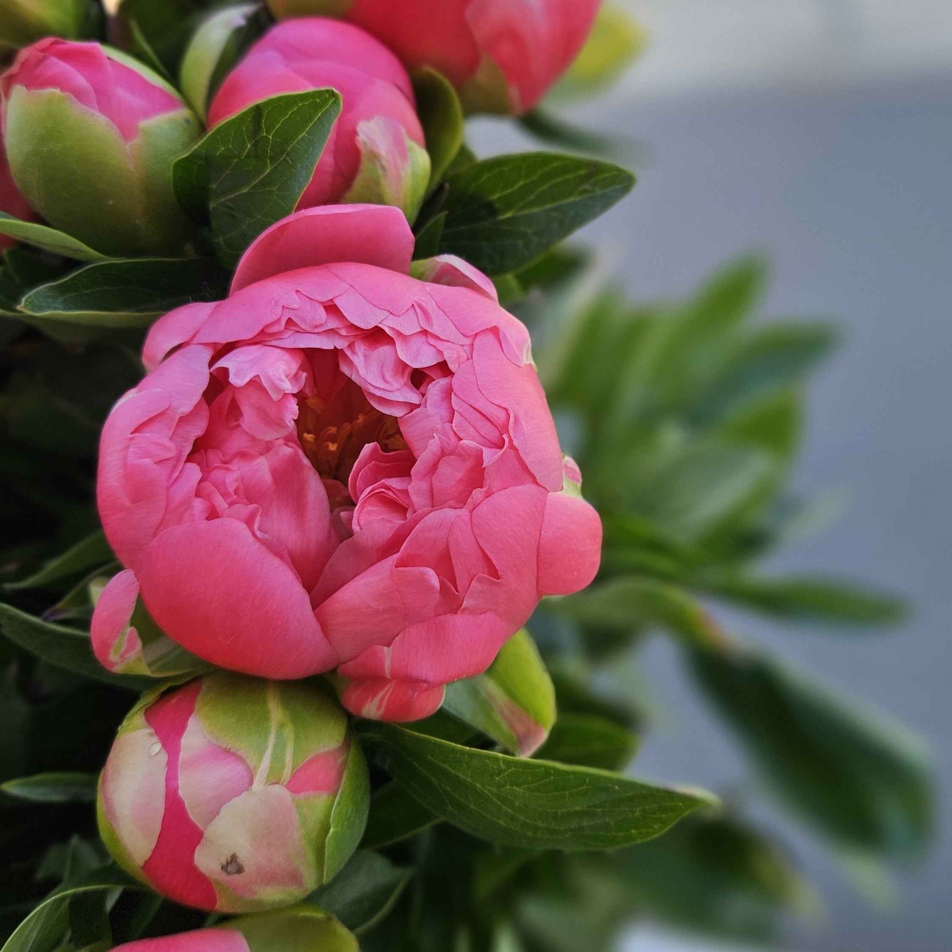 Bouquet Eden - pivoines rose 🌸