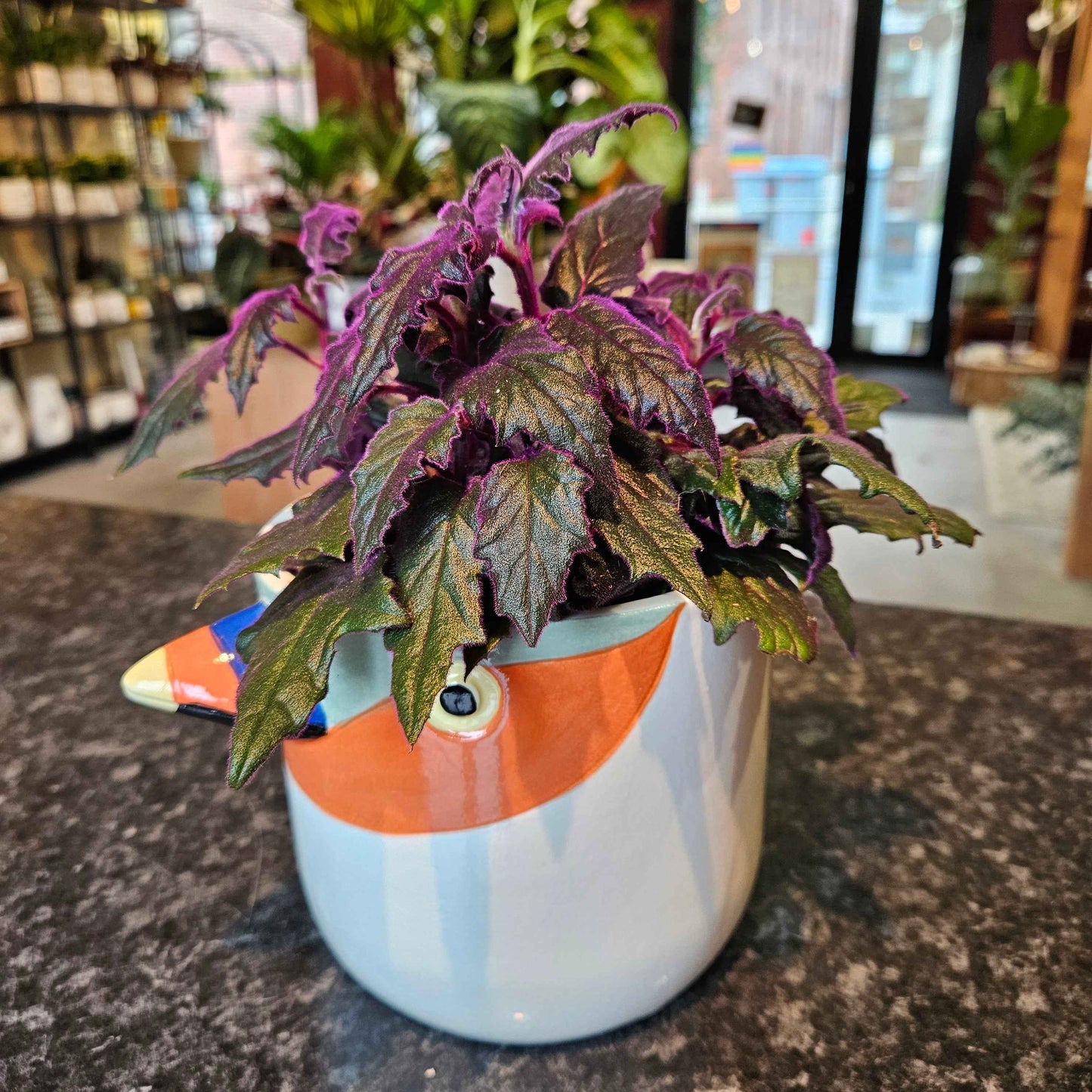 Cache-Pot Perroquet✨