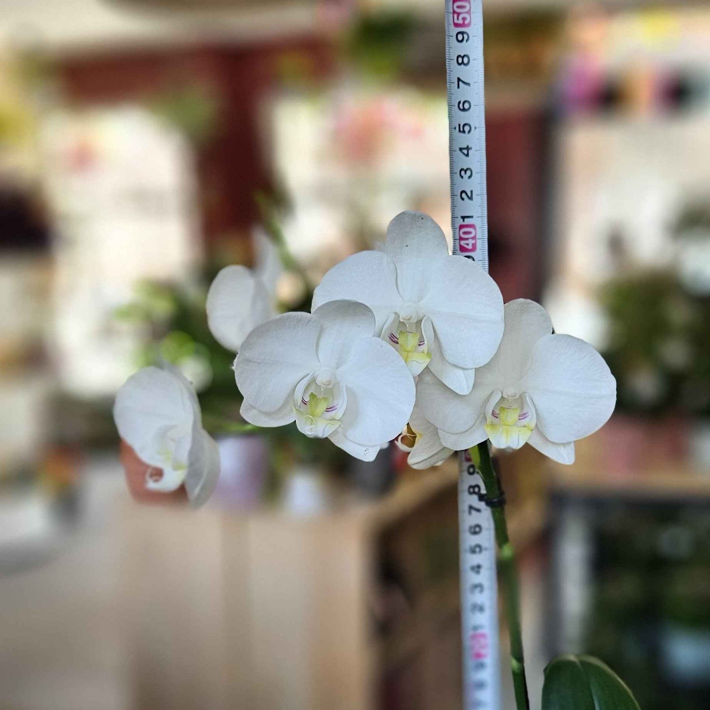 Mini Orchidée Phalaenopsis Blanche
