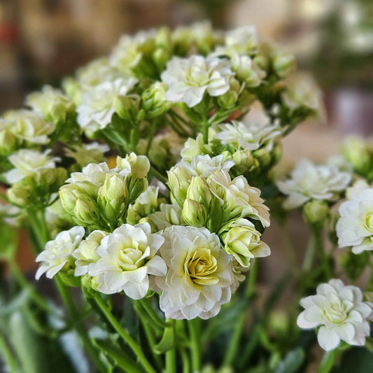 Kalanchoe blanc