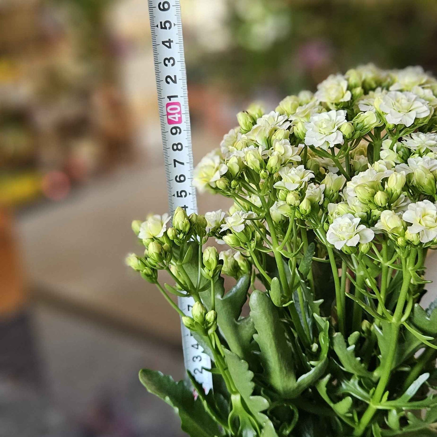 Kalanchoe blanc