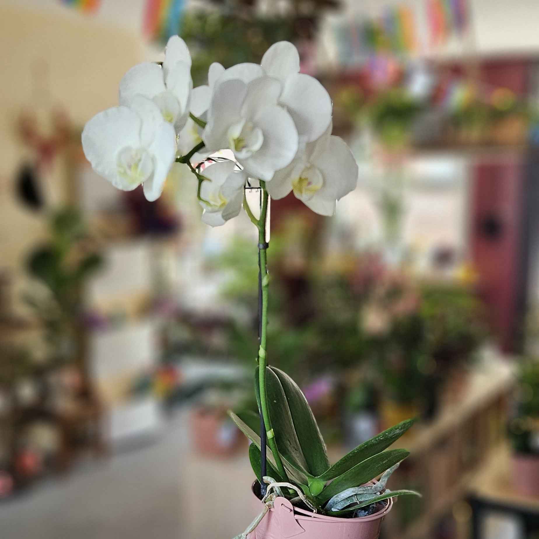 Mini Orchidée Phalaenopsis Blanche