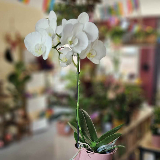 Mini Orchidée Phalaenopsis Blanche