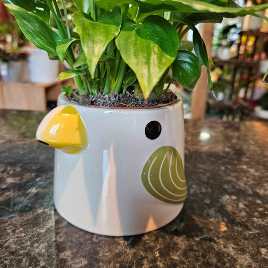 Cache-Pot Oiseau 🌿