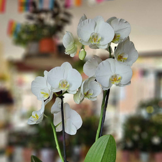 Orchidée Phalaenopsis Blanche