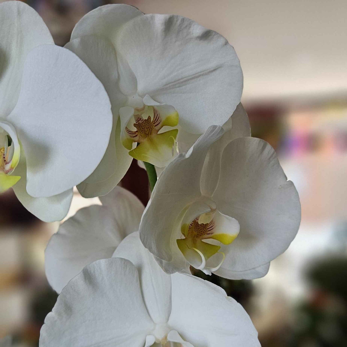 Orchidée Phalaenopsis Blanche