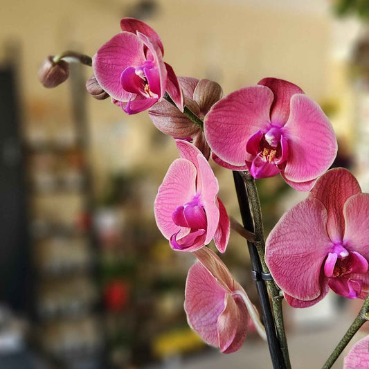 Orchidée Phalaenopsis Rose