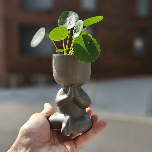 Mini Pilea Yogi - Plante d'intérieur zen