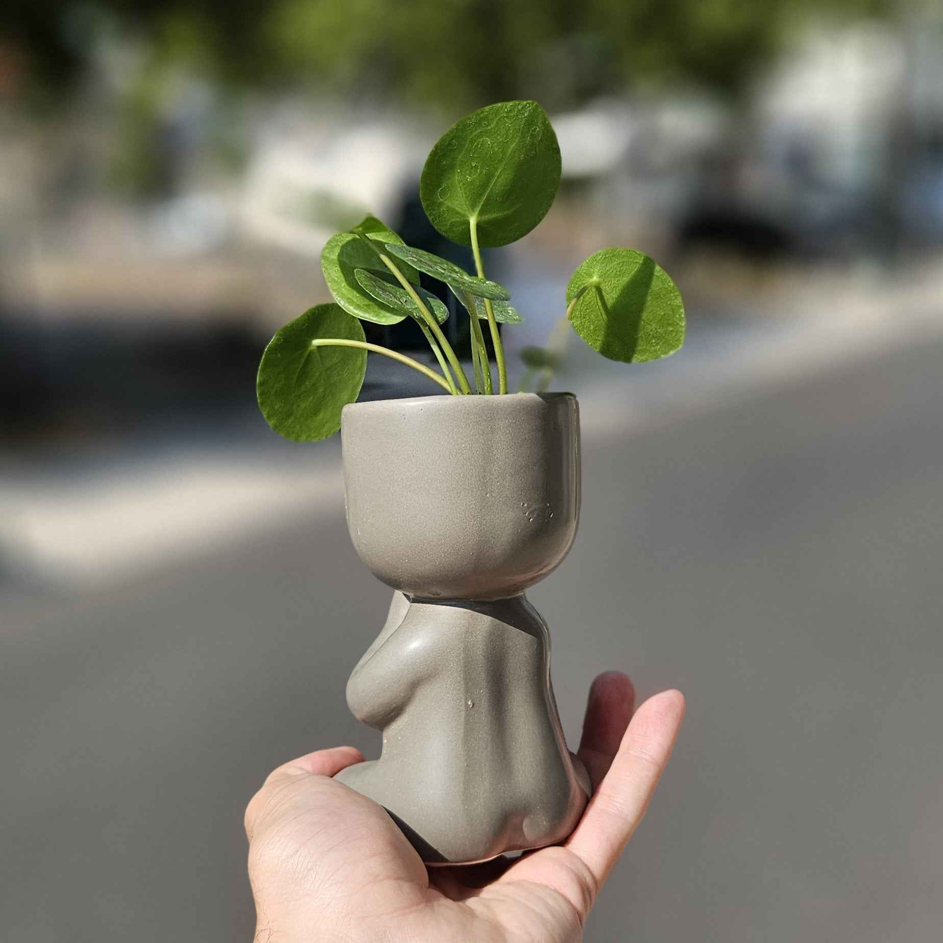 Mini Pilea Yogi - Plante d'intérieur zen