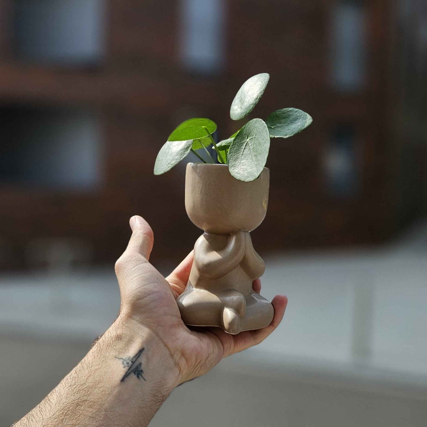 Mini Pilea Yogi - Plante d'intérieur zen
