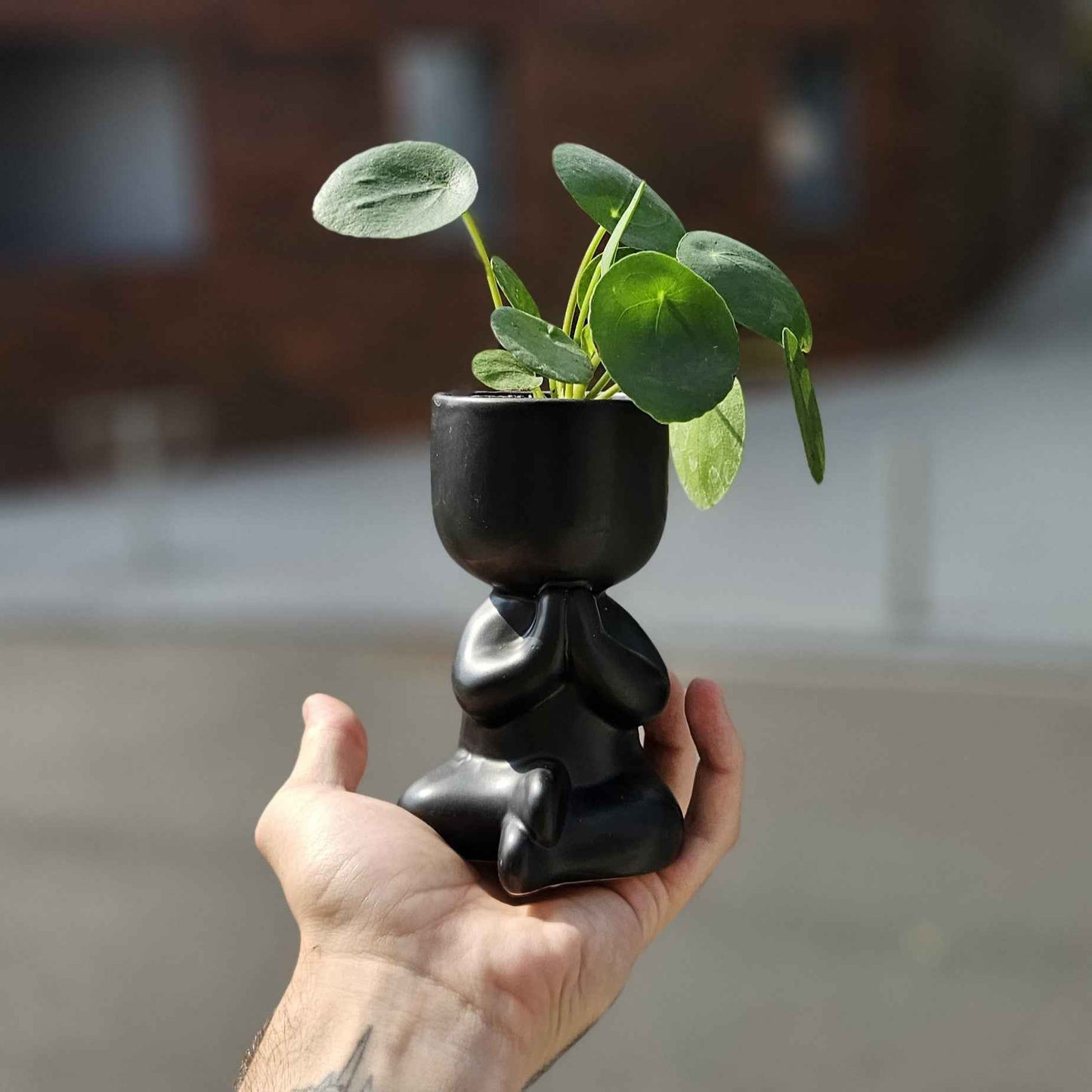 Mini Pilea Yogi - Plante d'intérieur zen