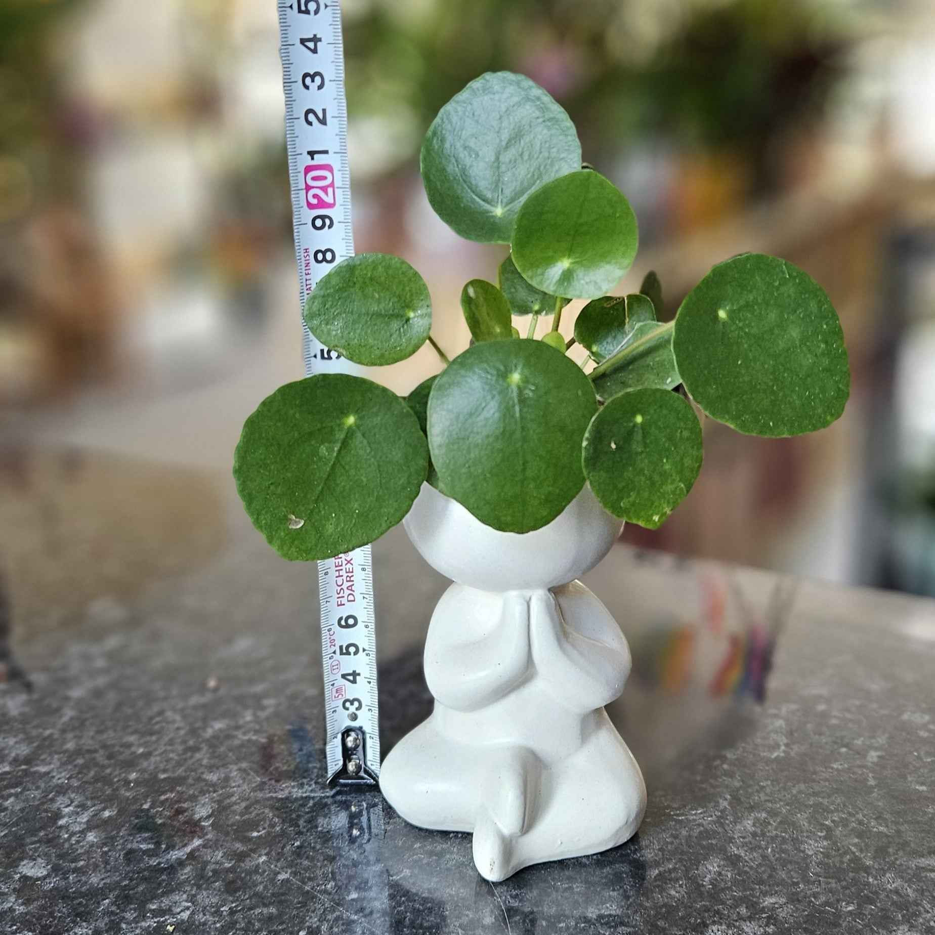 Mini Pilea Yogi - Plante d'intérieur zen
